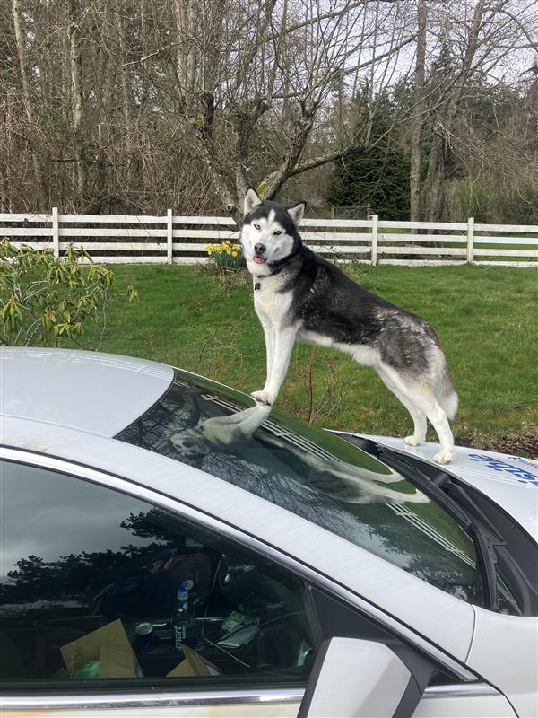 Dog protected by Invisible Fence in King County, WA