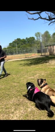 Images Dog Man Ran Personal Dog Training & Pet Care