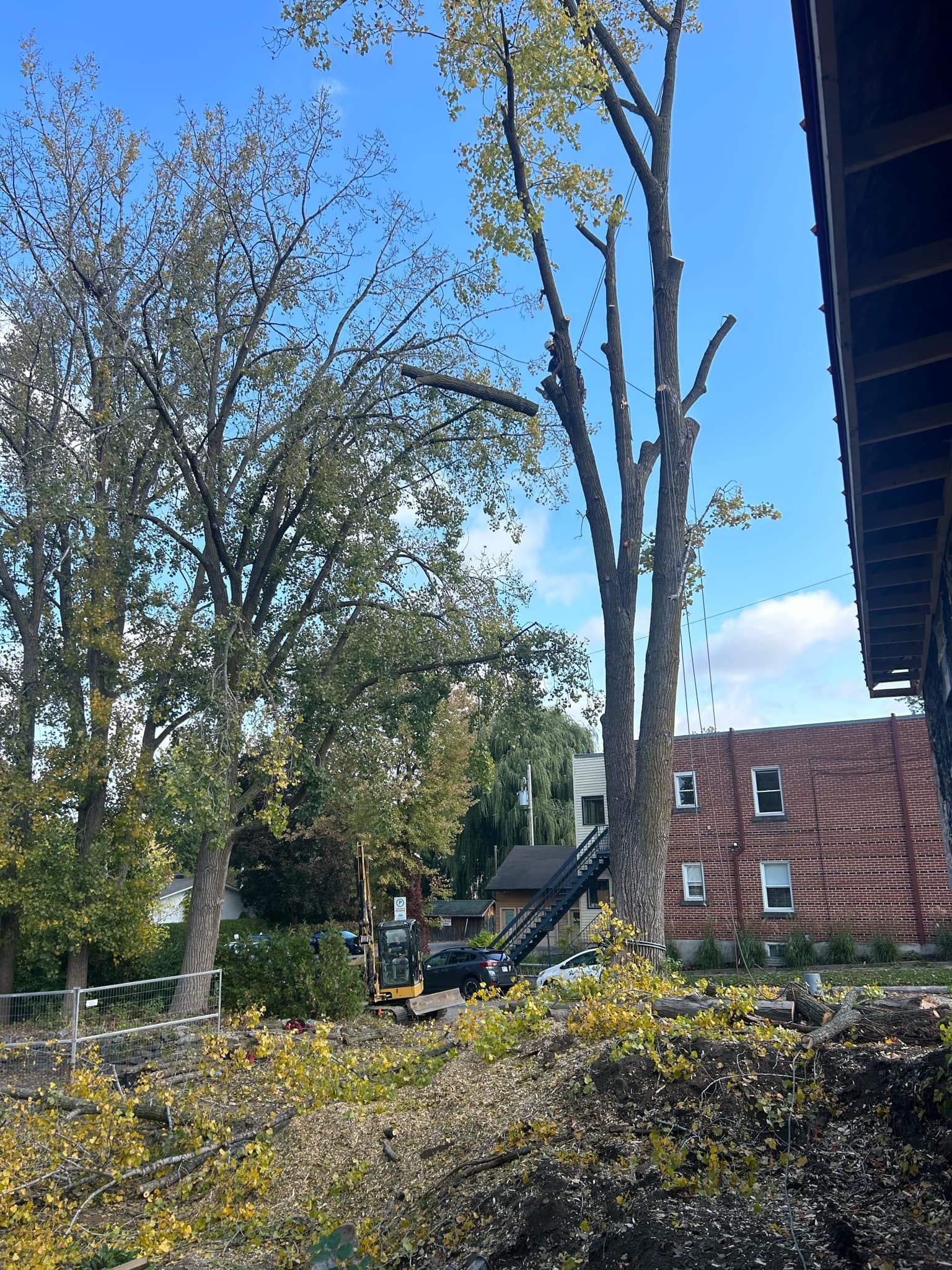 Images Élagage Frère d'Arbres