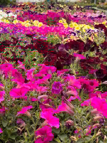Images Grant Line Garden Center & Nursery
