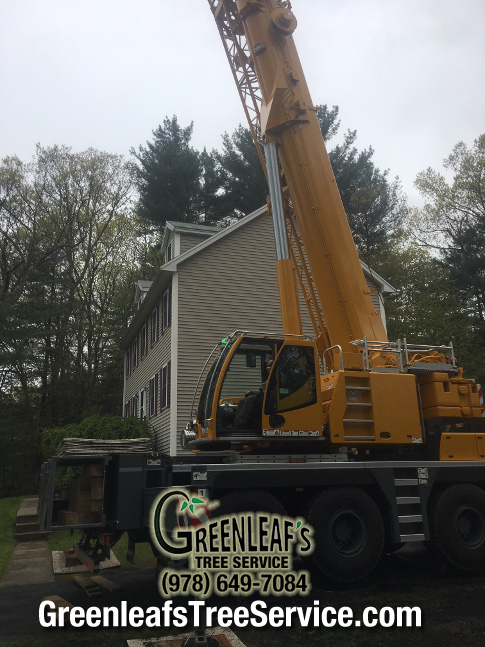 Greenleaf's Tree Service Photo