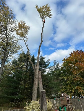 Images Ballston Tree and Property Services