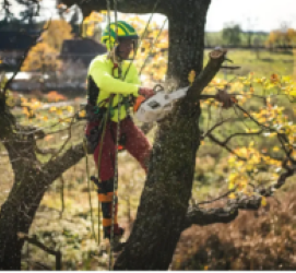 Images 5 Star Tree Service Inc.