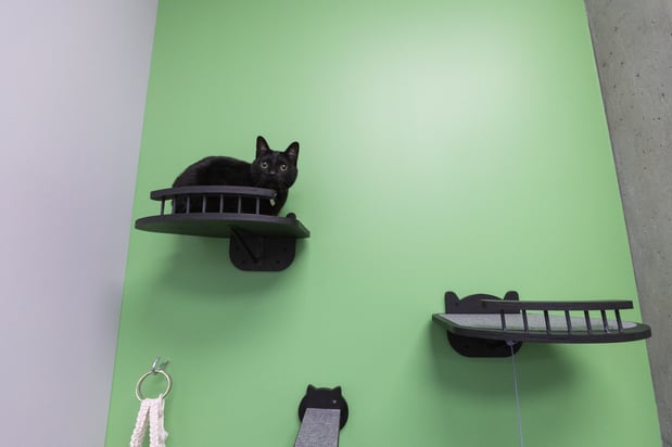Images PetVet365 Pet Hospital Denver / University