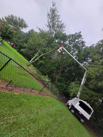 Images Sasquatch Tree Services