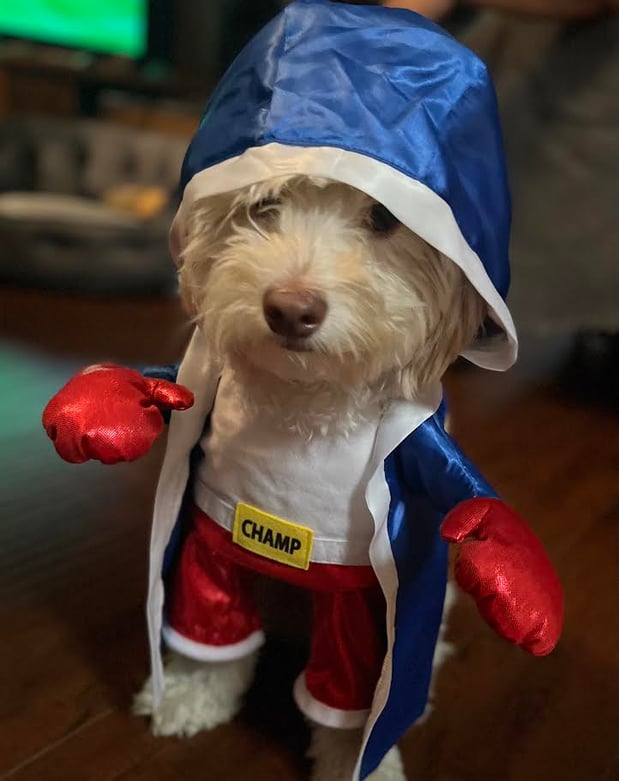 Images Melrose La Brea Animal Hospital