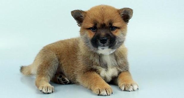 Images Chews A Puppy, Inc.