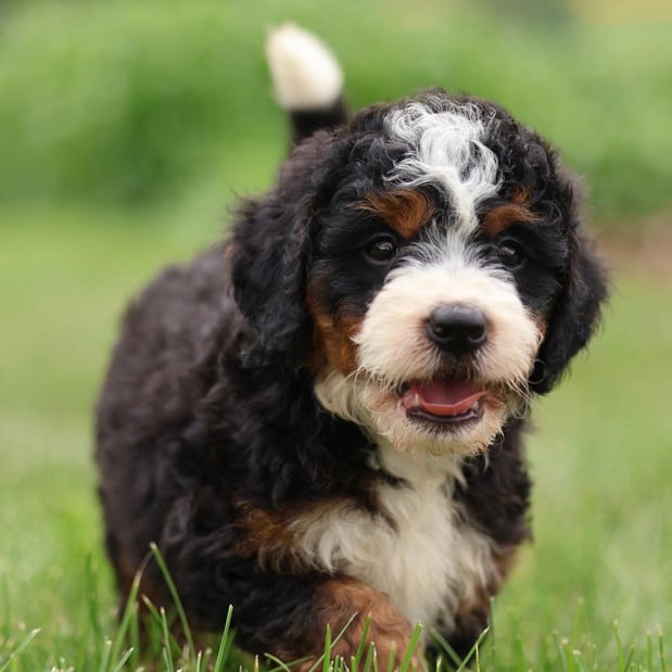 Images Berry Patch Puppies LLC