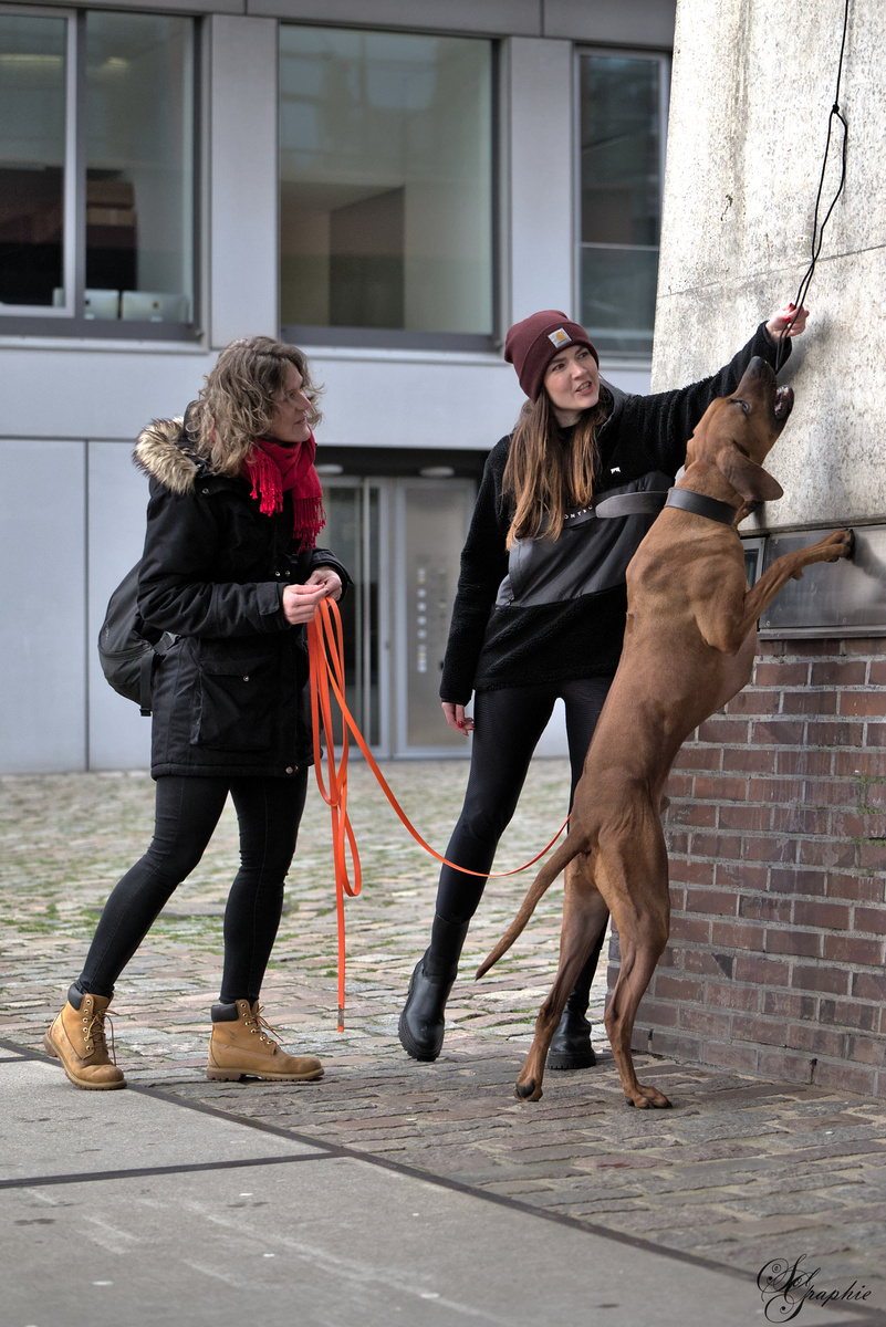 PawlityTime- Hundeschule Hamburg, Suhrenkamp 26 in Hamburg