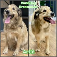 Images Wash Dog Bressanone