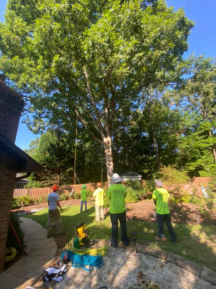 Mike's Tree Service