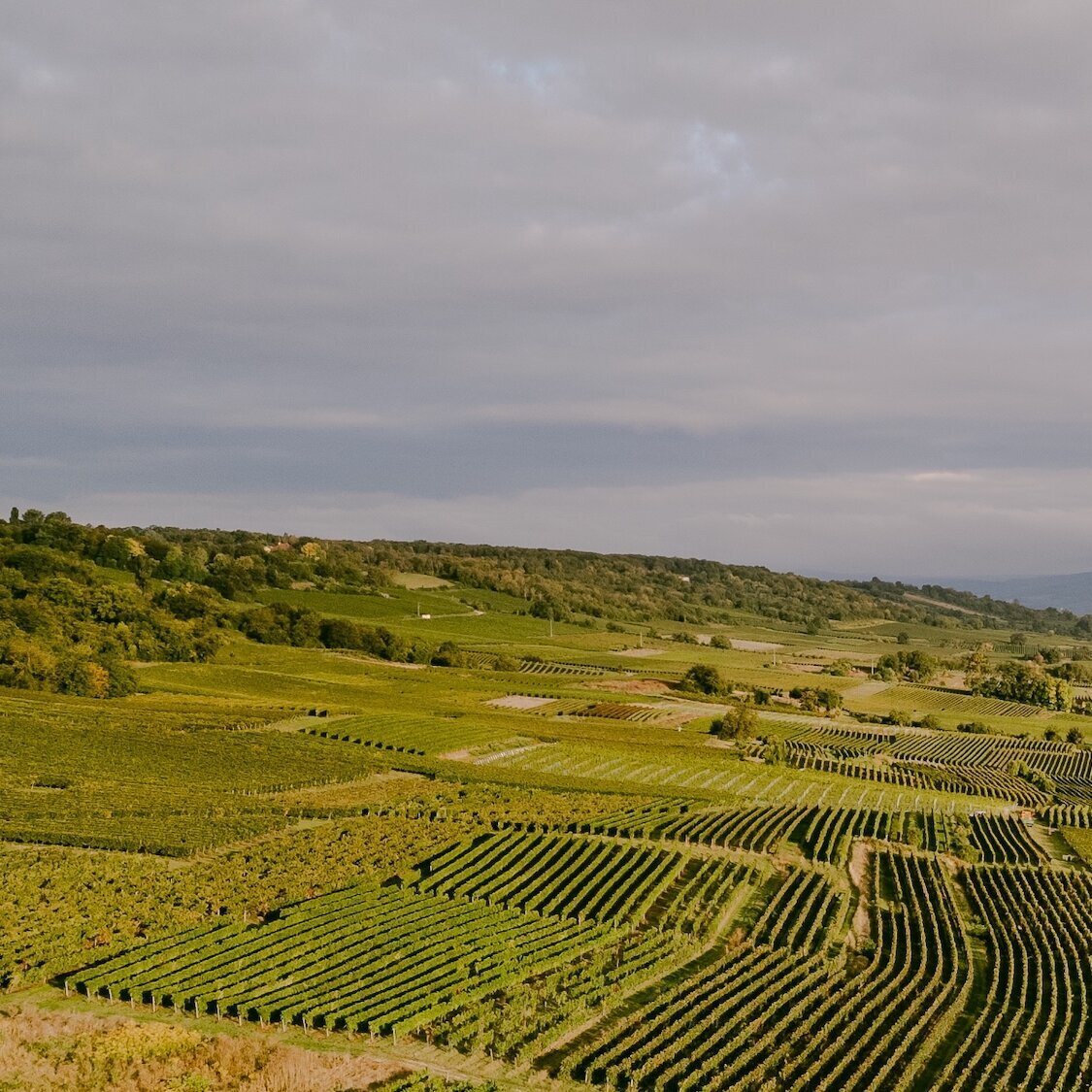 SINGERFISCHER DESIGN - GALLERY