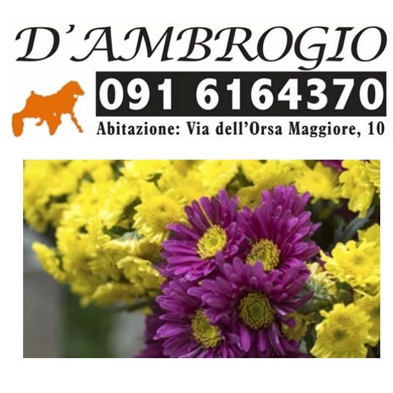 Images D'Ambrogio Michele e C.