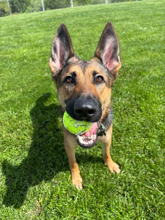 Images Yoder's Applied Practice