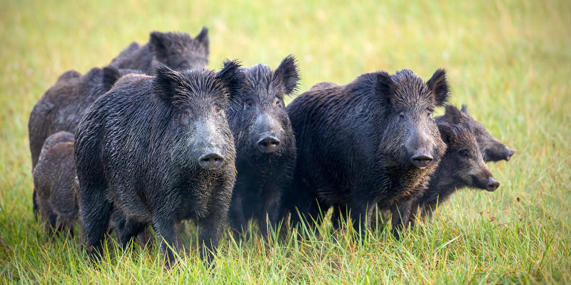 Our feral hog removal service protects your property from these destructive and potentially dangerous creatures.