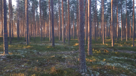 Images MoniMetsä Marttinen Oy