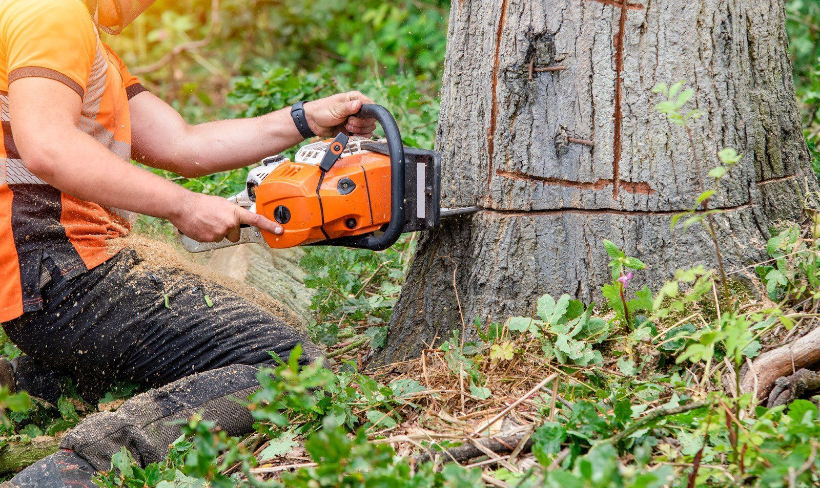 A worker wearing an orange shirt operates a chainsaw to cut through a large tree trunk at ground level, with sawdust flying as part of controlled tree removal process.
