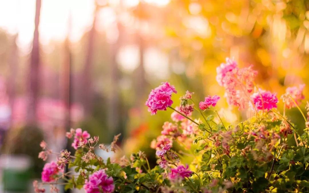 Flower Garden