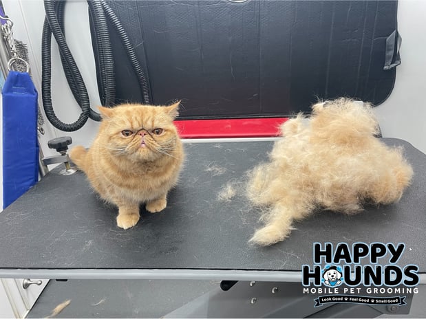 Images Happy Hounds Mobile Pet Grooming