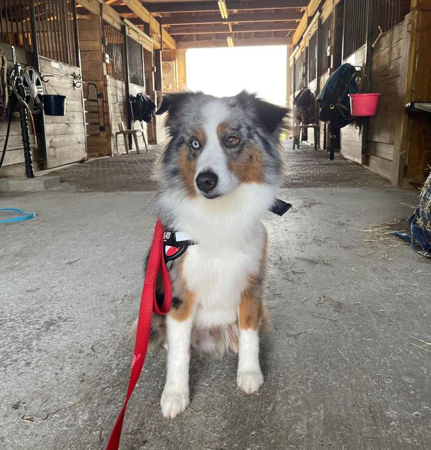 Images Space Coast Mobile Dog Grooming
