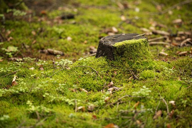Images Dels Tree Experts