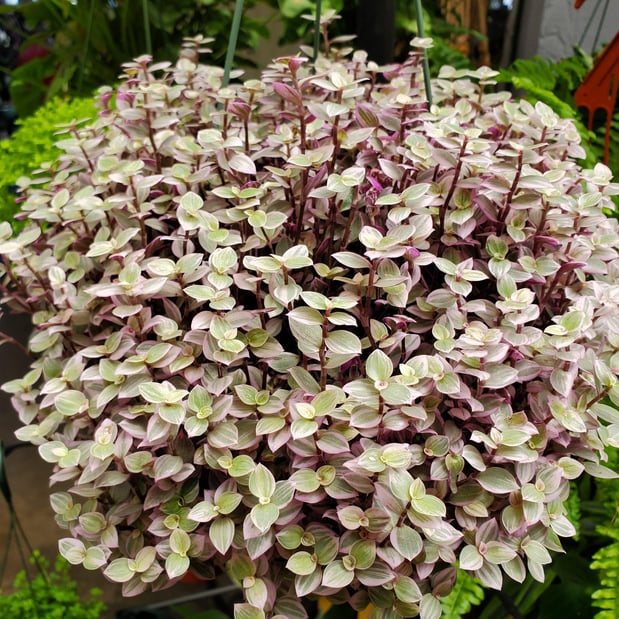 Images Deep Roots Garden Center