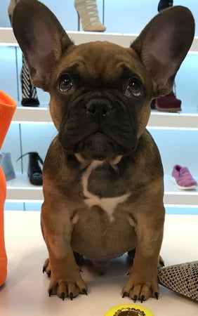 Images Melrose La Brea Animal Hospital