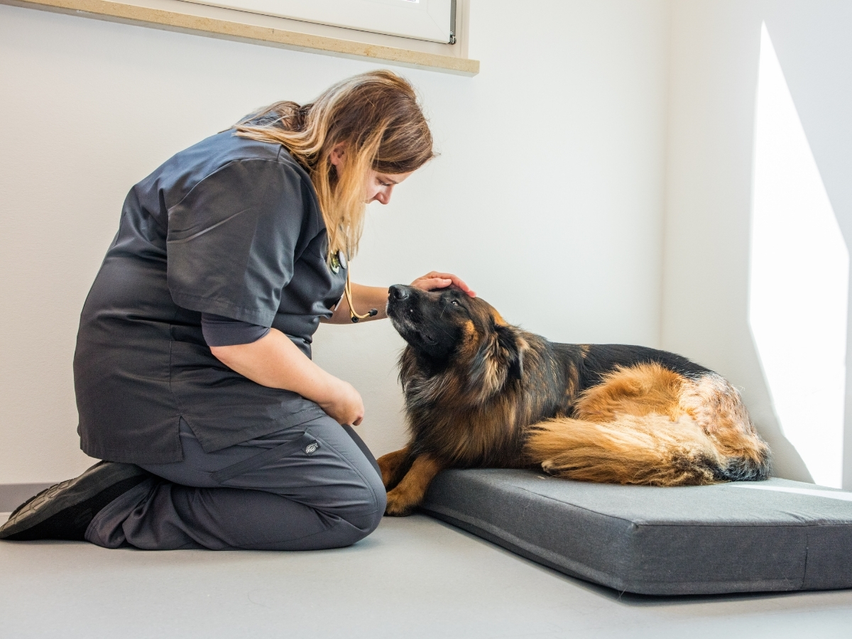 Bild der Tierarzt Bad Birnbach, Tiergesundheitszentrum Bad Birnbach