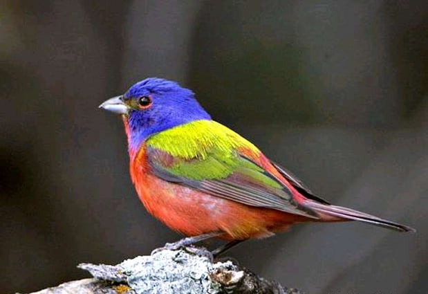 Images Hampton Inn Amelia Island at Fernandina Beach