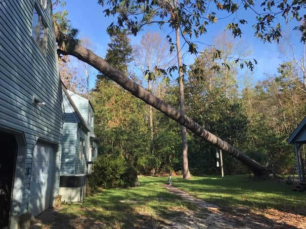 Images A Cut Above Tree Experts