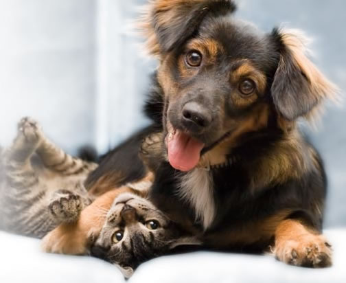 Best Pets Animal Clinic