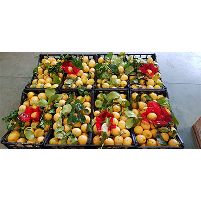 Images Da Mariangela Frutta e Verdura