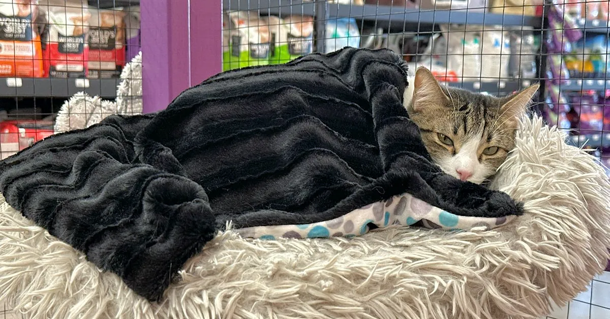 Image of Local Pet Event Adoption Day at Boofy's Kat Kastle Suites (Cutler store) Nearby