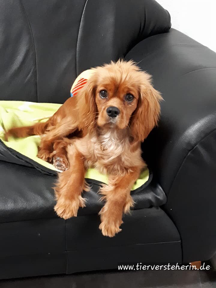 Bilder Hundezentrum Lapki