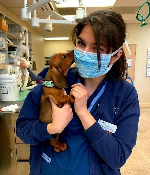 Images VCA Vets & Pets Animal Hospital