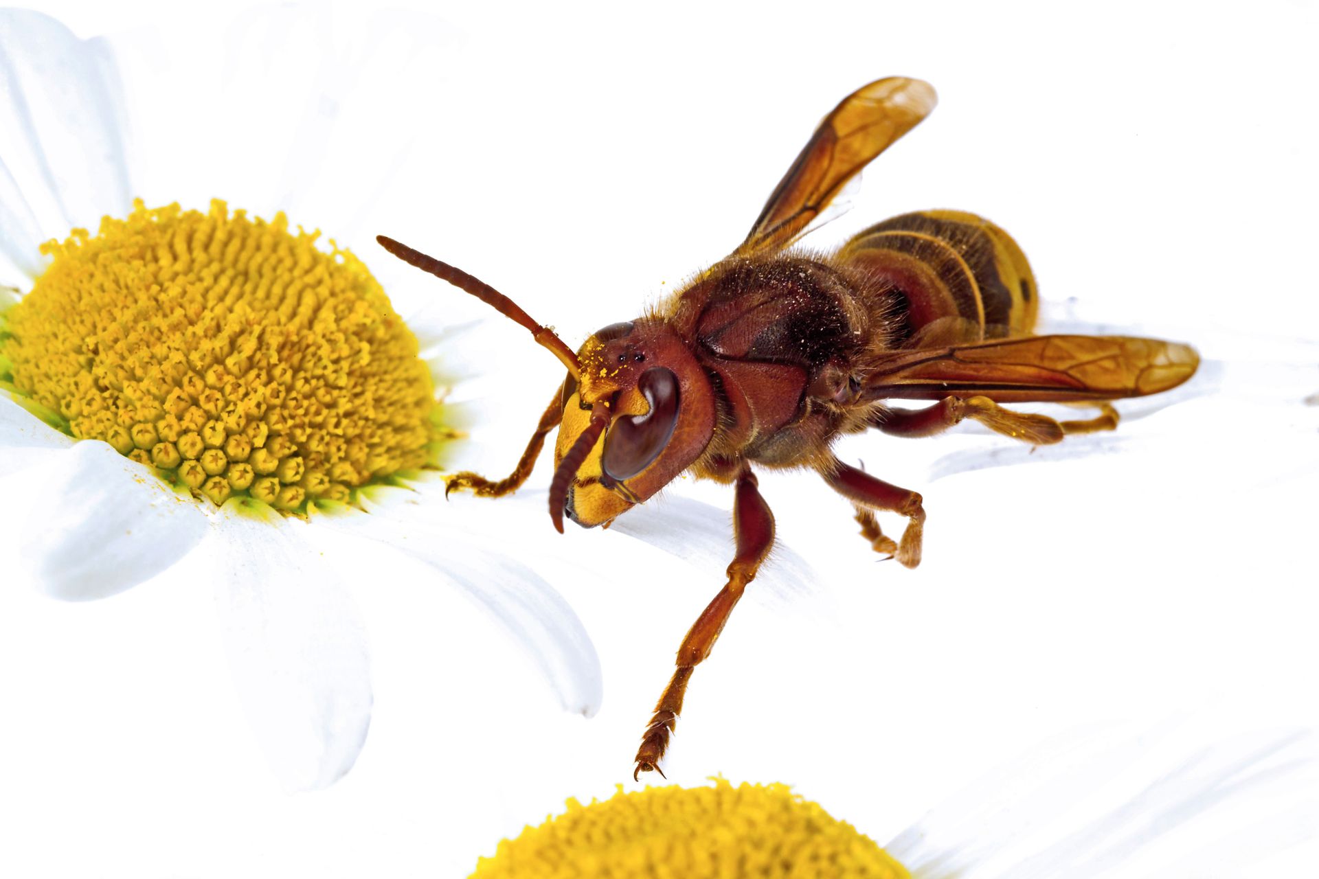 Go2-Pros Pest Control Image