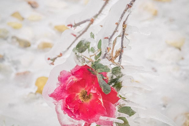 Images A Joy Story Photography