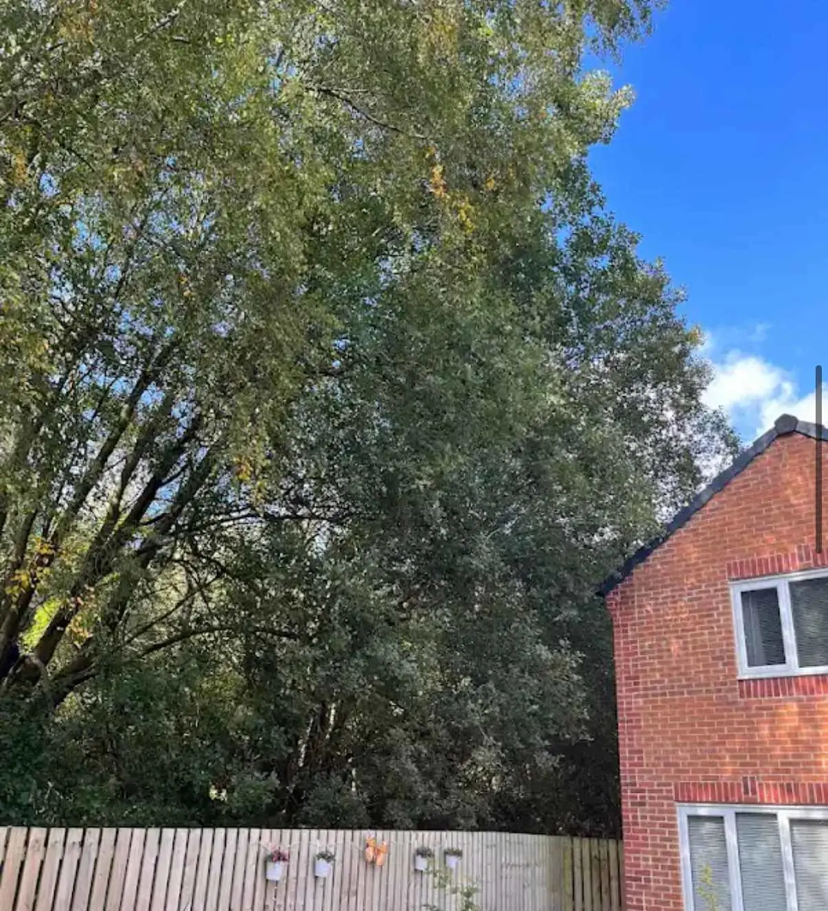 Images Tree Doctors & Landscaping