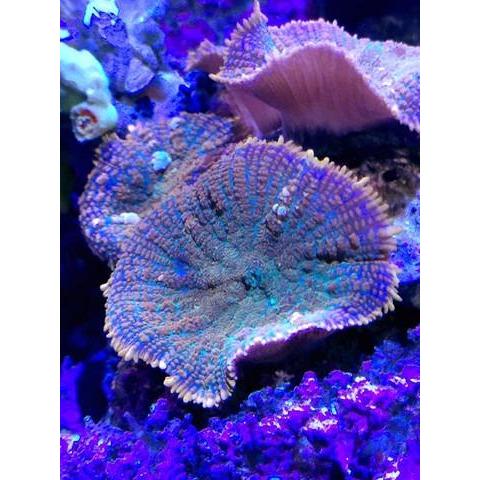 Ultragem Fish & Coral Inc