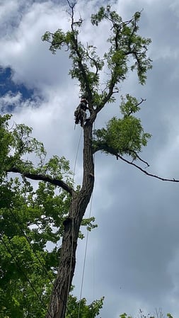 Images Green Outdoors Tree Service