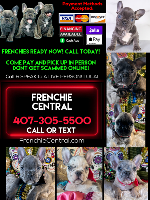 Images FRENCHIE CENTRAL