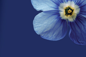 main blog image
