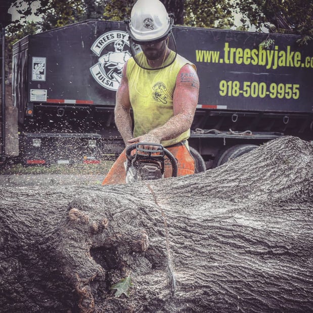 Images TREES BY JAKE