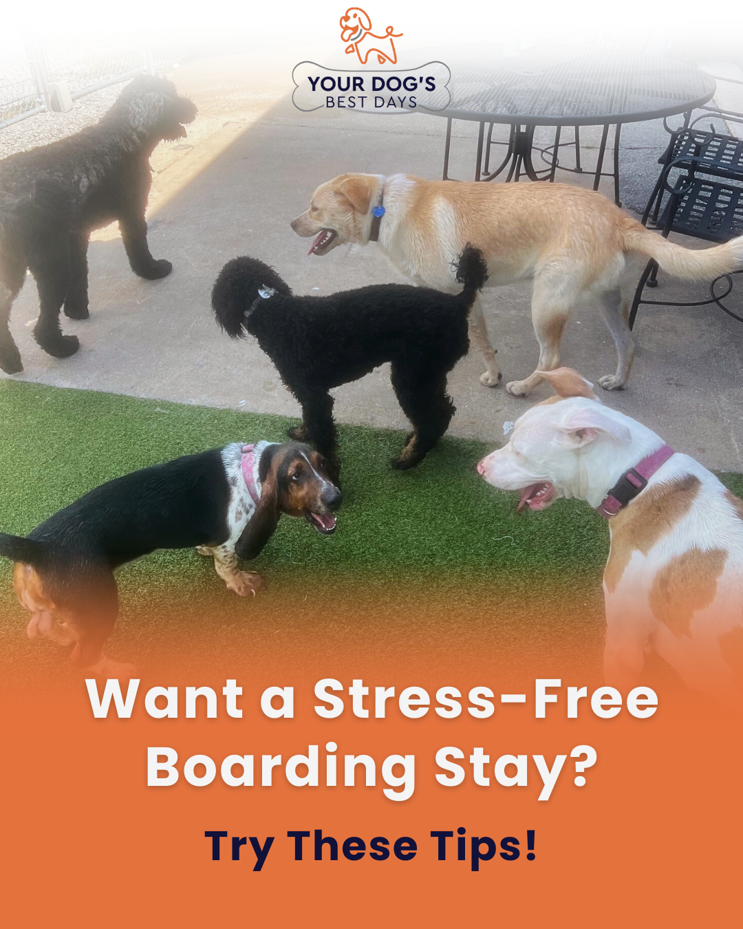Dog boarding stay photo showing dogs relaxing and socializing in a supervised, comfortable facility.