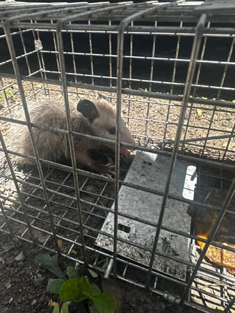 Images JPC Exterminating, LLC