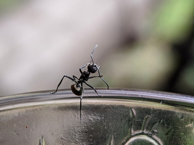 Images Aim Pest Solutions