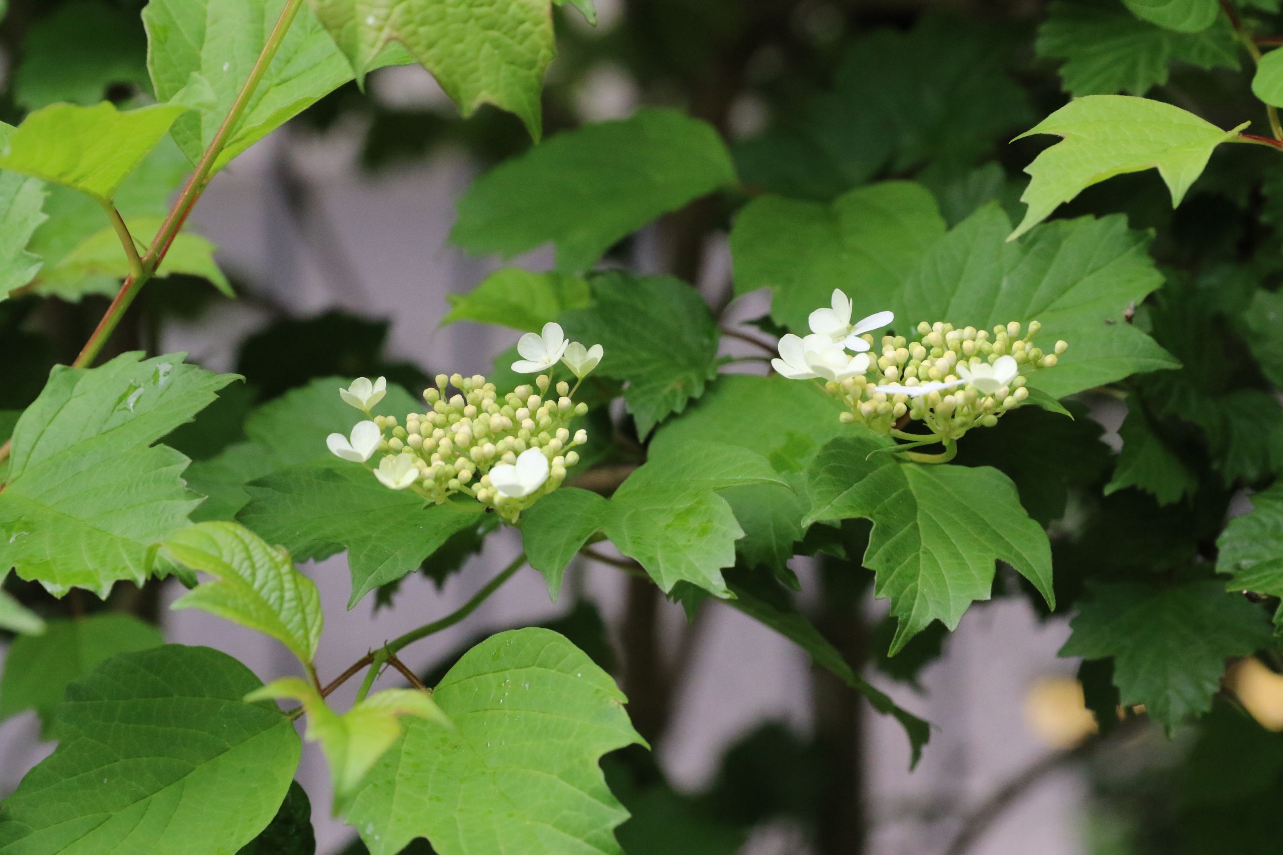 Gartenbau Steinmann, Büelweg 1 in Rüfenach AG