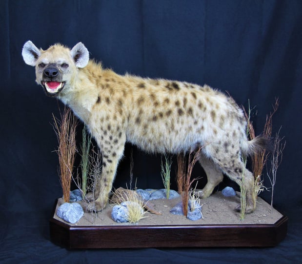 Images Safari Life Taxidermy