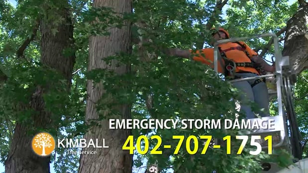 Images Kimball Tree Service