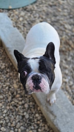 Images Dragonfly Dog Grooming LLC